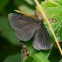 Odezia atrata (Chimney Sweeper).jpg